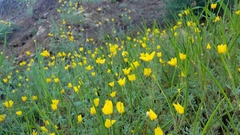 Eschscholzia ramosa