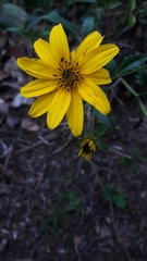 Bidens rubifolia