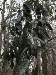 Bignonia