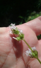 Plectritis ciliosa