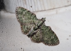 Chloroclystis muscosa