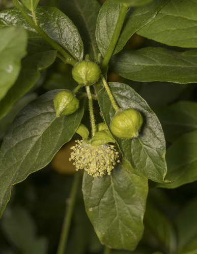 Avellanita bustillosii