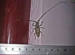 Pelargoderus bipunctatus