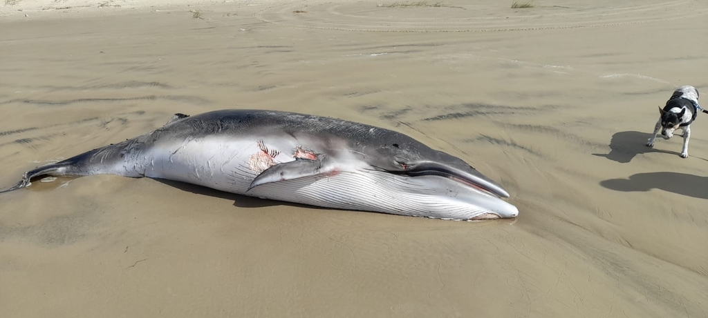 Antarctic Minke Whale in October 2023 by Douglas Moreira. Animal morto ...