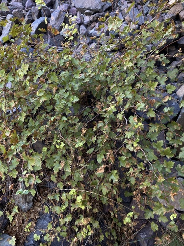 bartonberry (Rubus bartonianus)