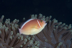 Amphiprion perideraion