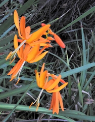 Crocosmia aurea