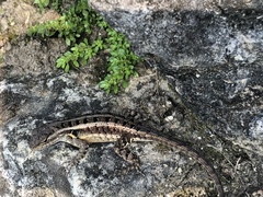 Sceloporus teapensis