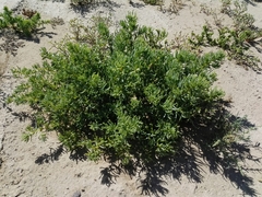 Suaeda aegyptiaca