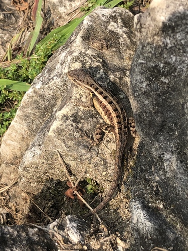 Teapen Rosebelly Lizard