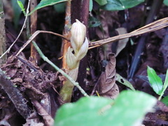 Acanthophippium striatum