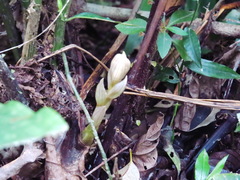 Acanthophippium striatum