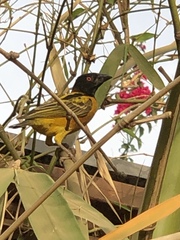 Ploceus cucullatus