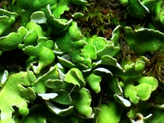 Cladonia subcariosa