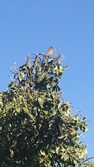 Haemorhous mexicanus