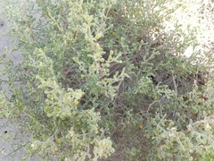 Zygophyllum