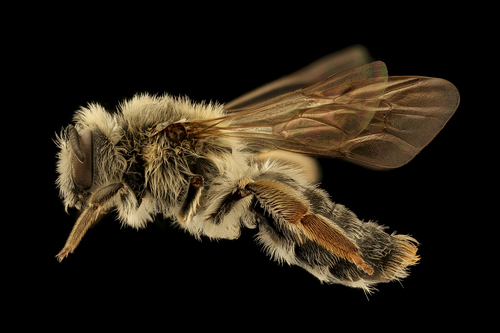 Mining bee