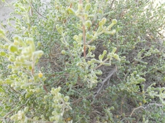 Zygophyllum