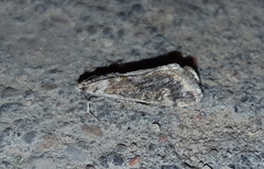 Cornifrons ulceratalis