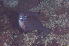 Pempheris vanicolensis