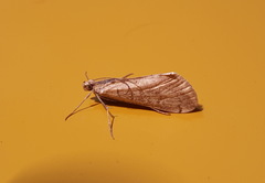 Cornifrons ulceratalis