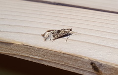 Cornifrons ulceratalis