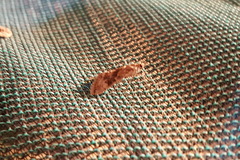 Cornifrons ulceratalis