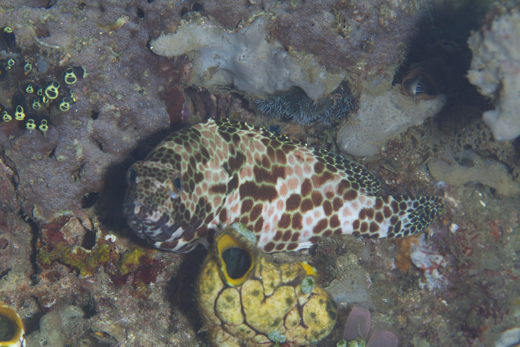 Honeycomb Grouper Epinephelus Merra Inaturalist Nz