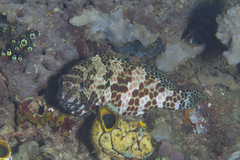 Honeycomb Grouper photo 4