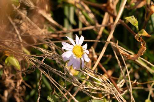 Image of Aster yomena by (c) WATANABE Hitoshi 渡辺仁, some rights reserved (CC BY)