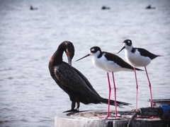 Himantopus mexicanus