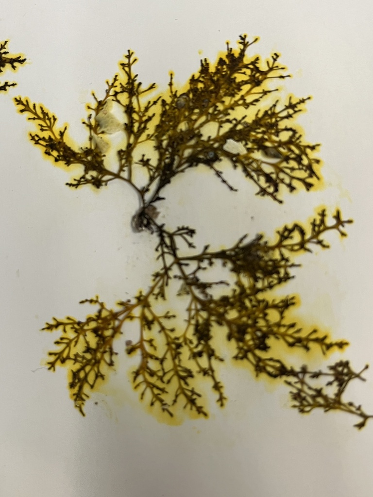 Laurencia shepherdii