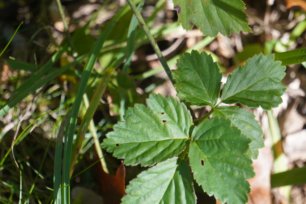 Common Dewberry from Green Brook Township, NJ, USA on October 11, 2023