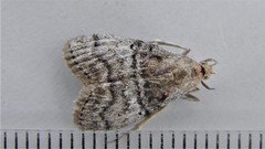 Pococera maritimalis