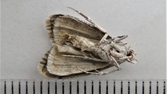 Pococera maritimalis