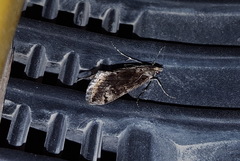 Cornifrons ulceratalis