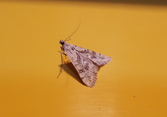 Cornifrons ulceratalis