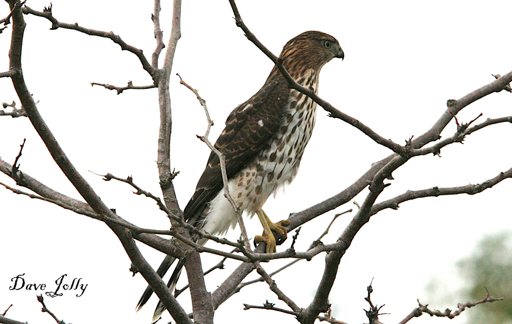 Cooper's Hawk from Byron, London, ON, Canada on October 11, 2023 at 12: ...