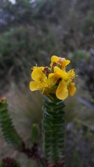Hypericum mexicanum