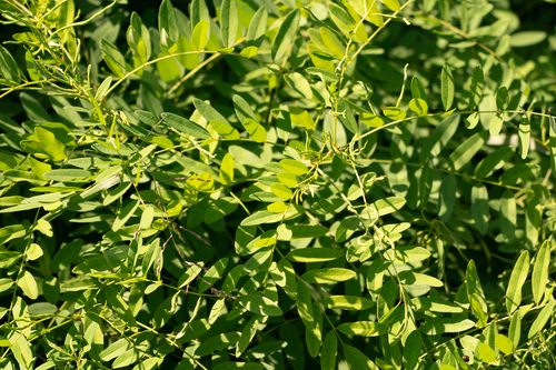 Image of Shrubby Sophora (Sophora flavescens) by (c) WATANABE Hitoshi 渡辺仁, some rights reserved (CC BY)