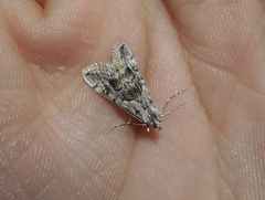 Cornifrons ulceratalis