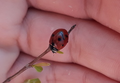 Coccinella septempunctata