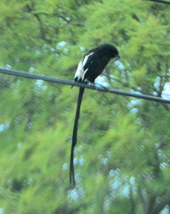 Lanius melanoleucus melanoleucus