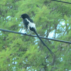 Lanius melanoleucus melanoleucus