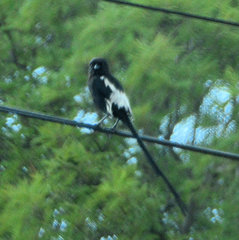 Lanius melanoleucus melanoleucus