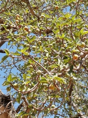 Ficus
