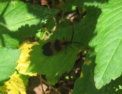 Calopteron discrepans