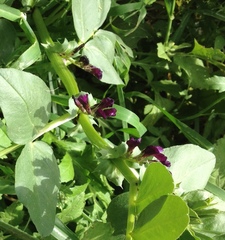 Vicia narbonensis