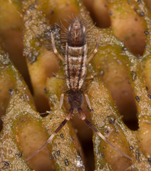 Orchesella flavescens