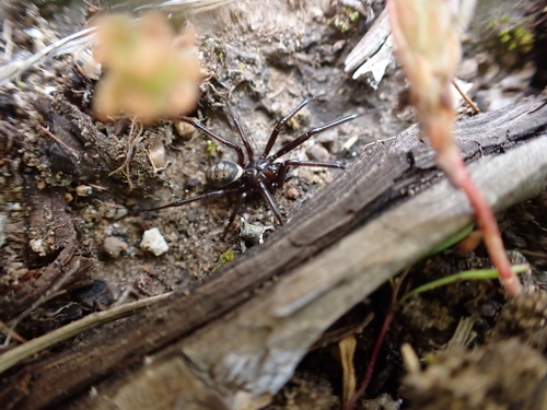 White-spotted False Widow, Conkle Lake Provincial Park, Kootenay Boundary, British Columbia, Canada, photo 7 of 10